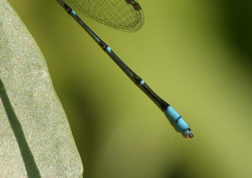 Réf. 197 275 : Pseudagrion microcephalum